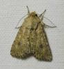 Anarta trifolii
